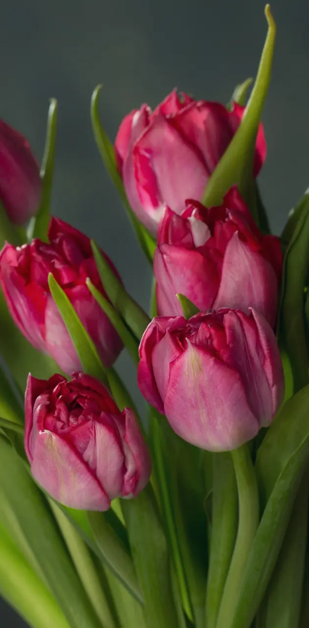 Tulips red wallpaper