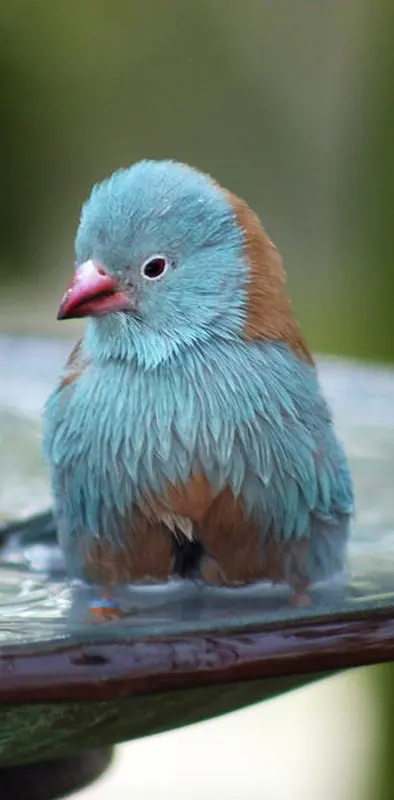 Blue Rare Bird
