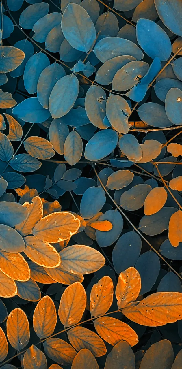 nature leaf