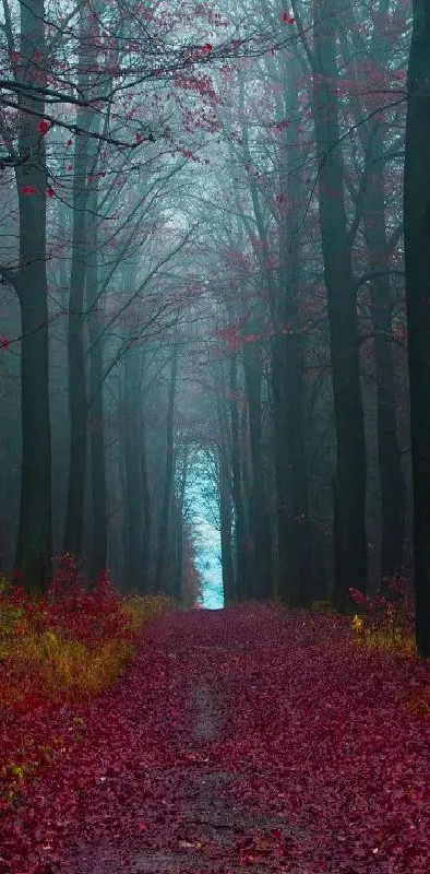 Fall Forest