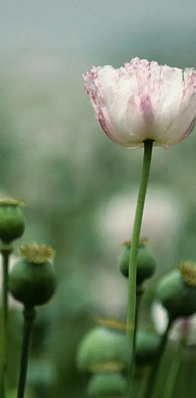 Nature poppy flower