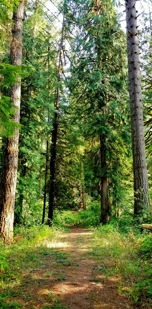 An Oregon Trail