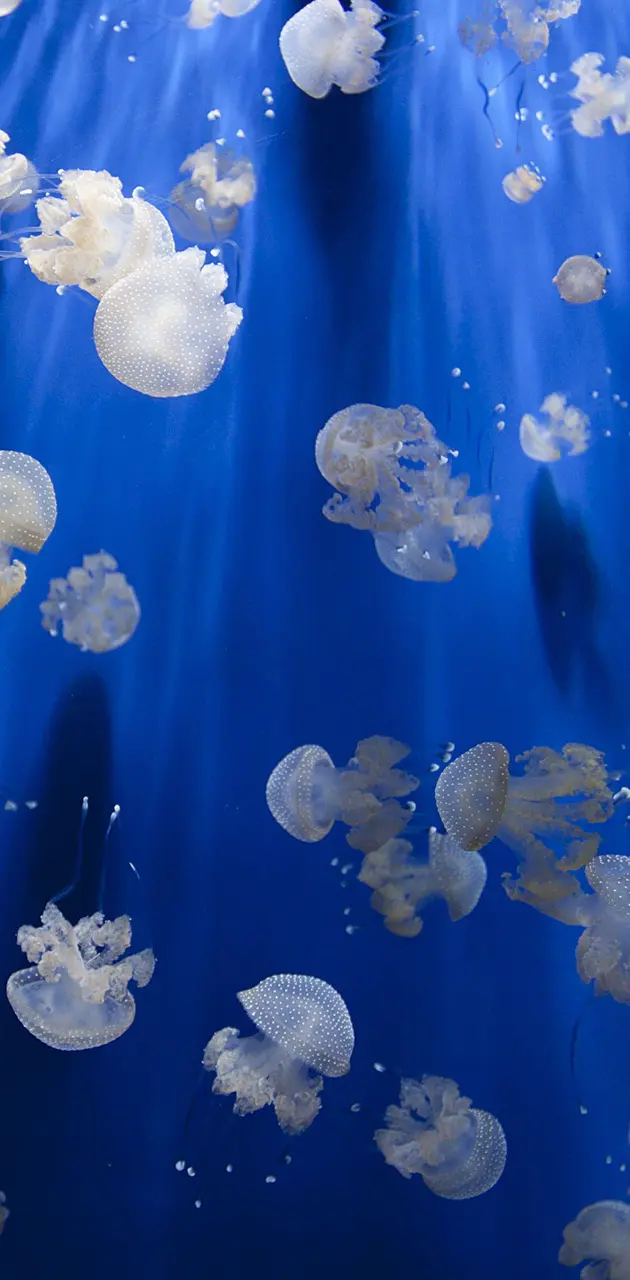 Windows 10 Jellyfish