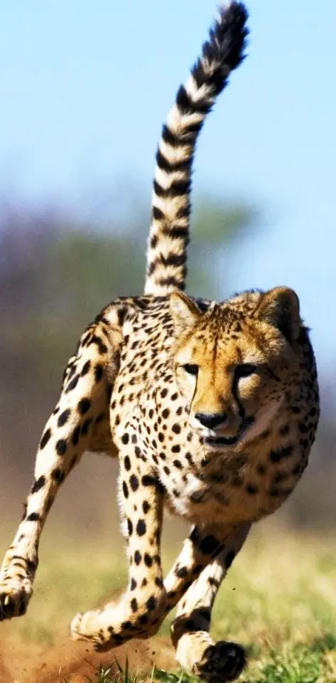 Cheetah Hd