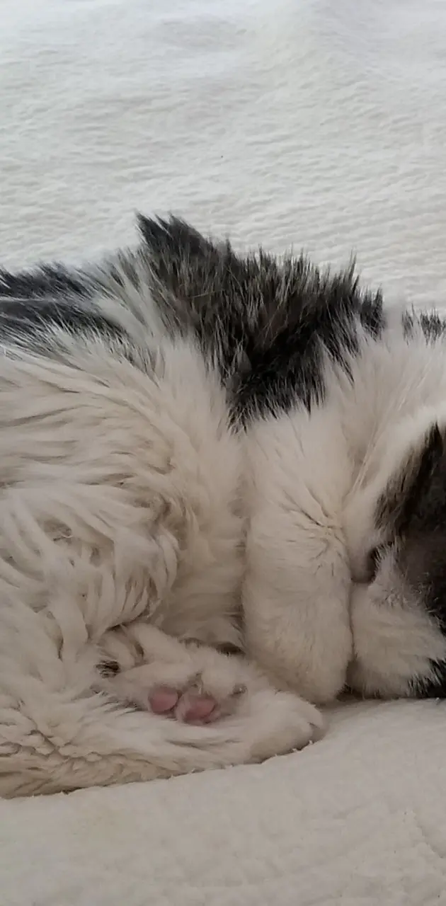 Sleeping Psycho Cat