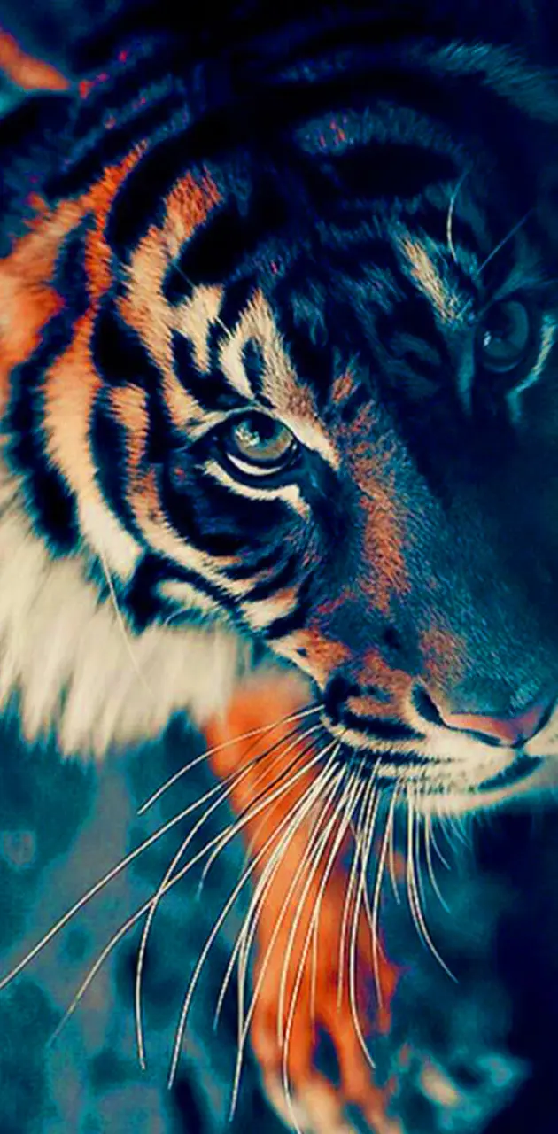 Tiger HD Wallpaper 