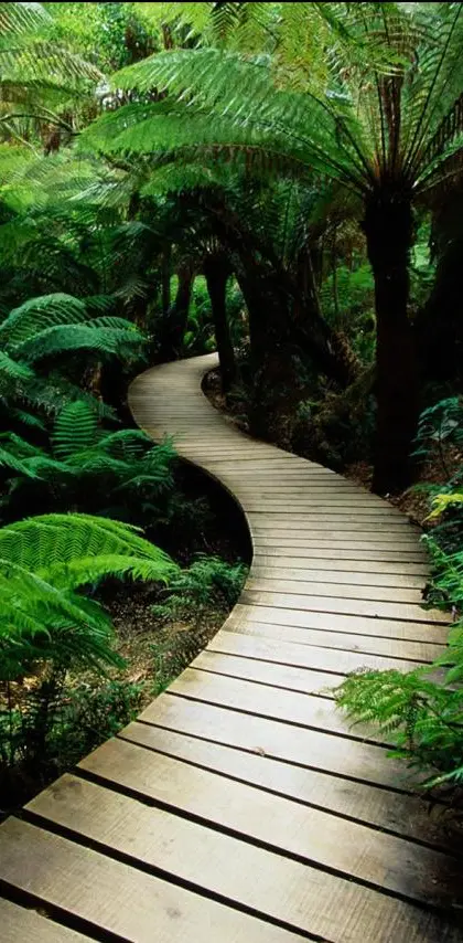 Jungle Boardwalk