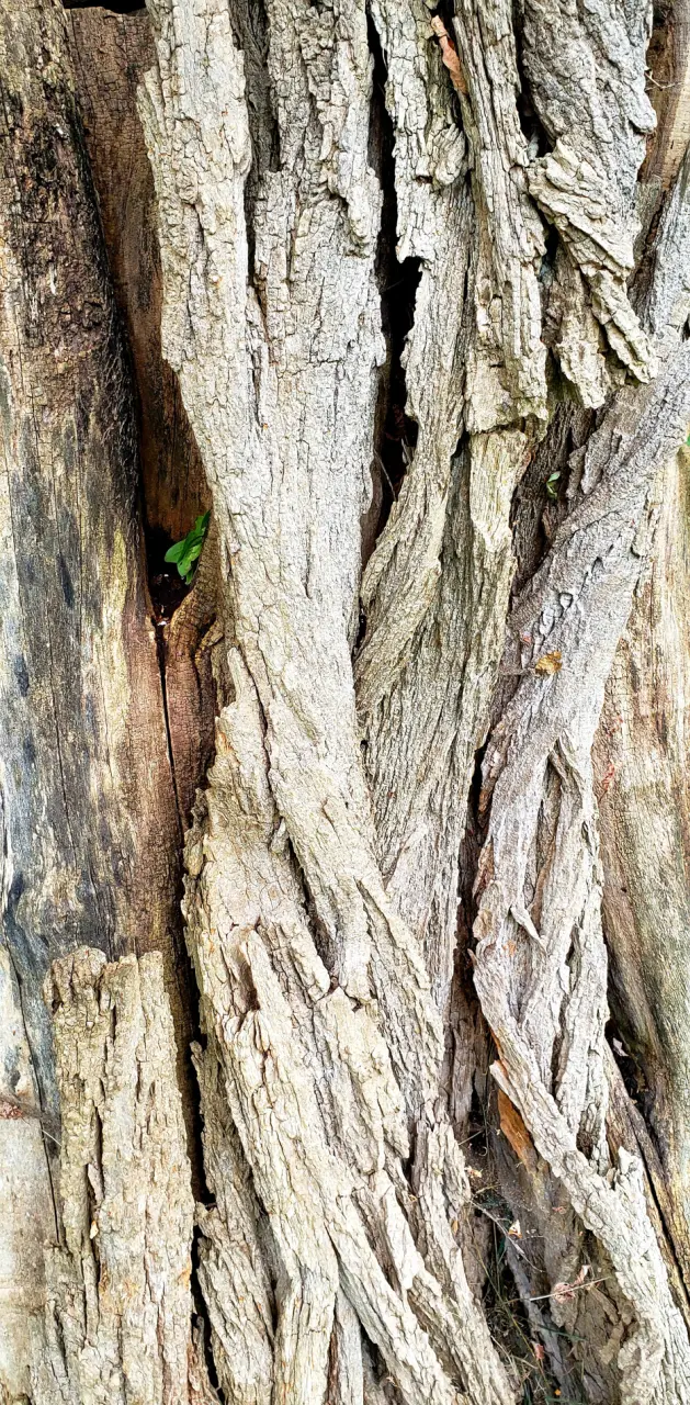 Tree Close Up