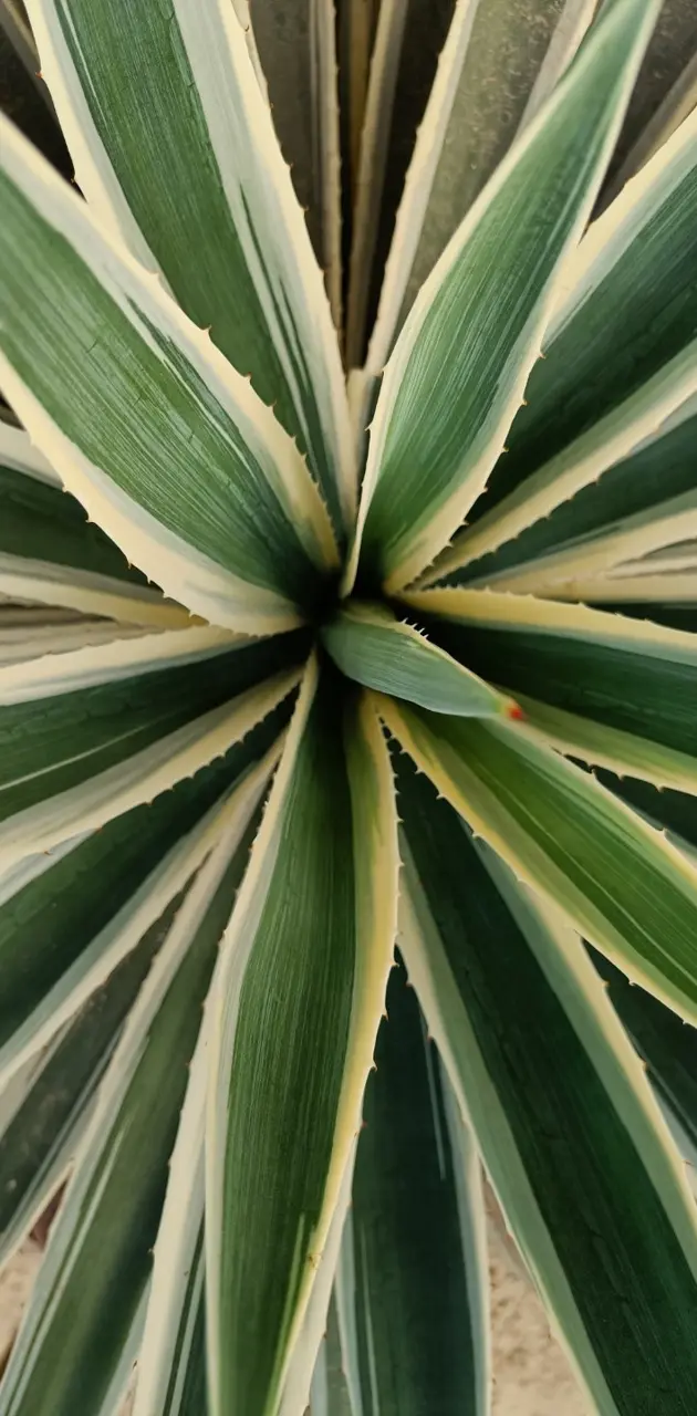 Green plants