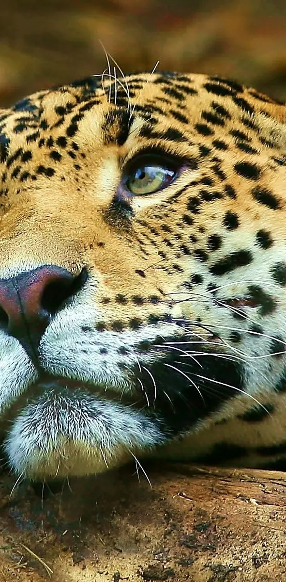 hd jaguar