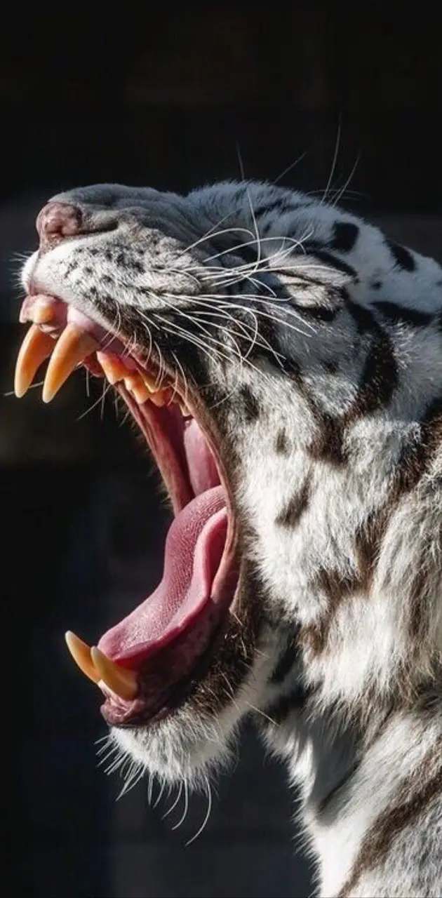 White angry tiger