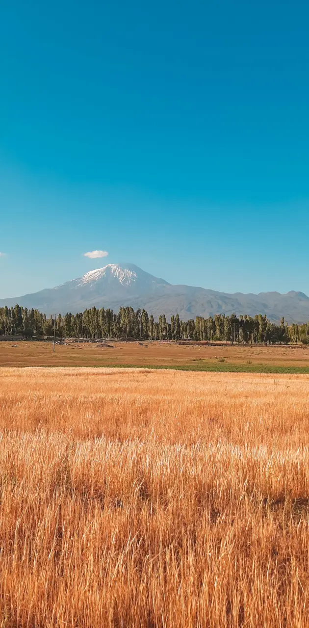 view of ararat 