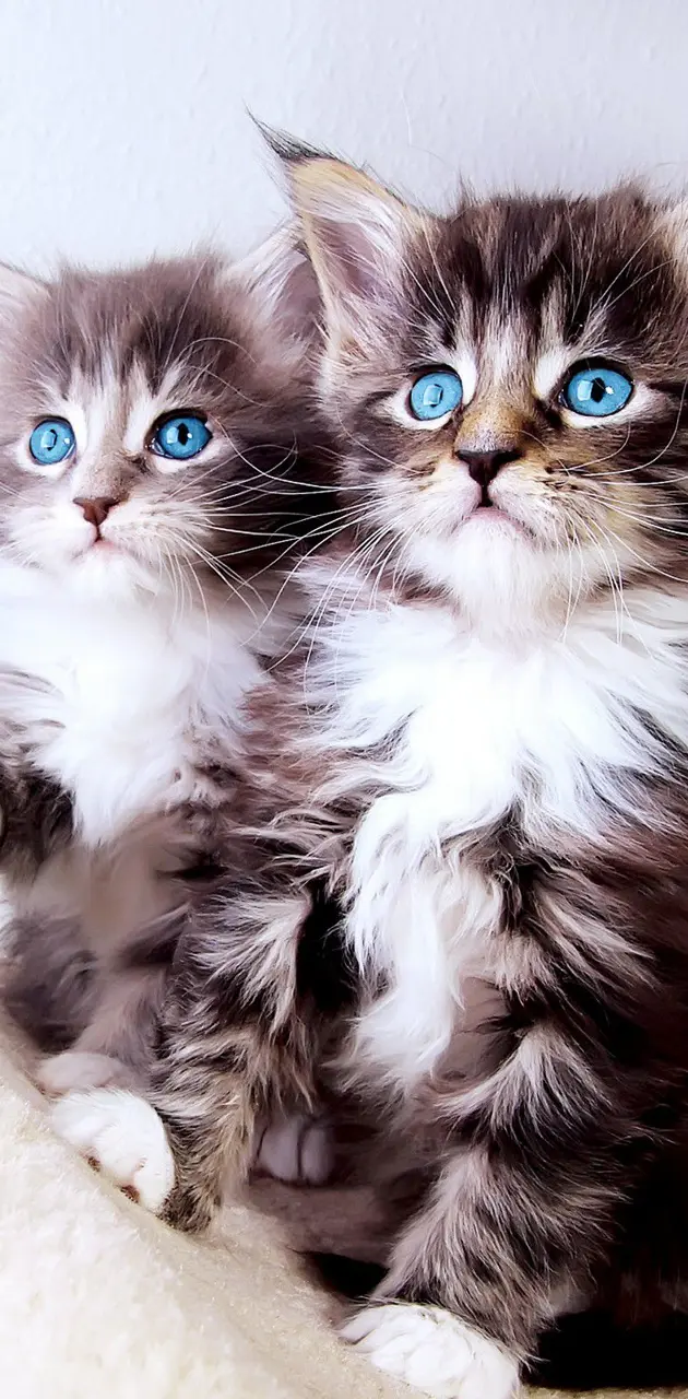 Cute kittens 1