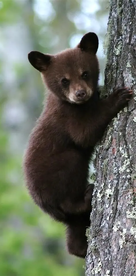 Cute Bear