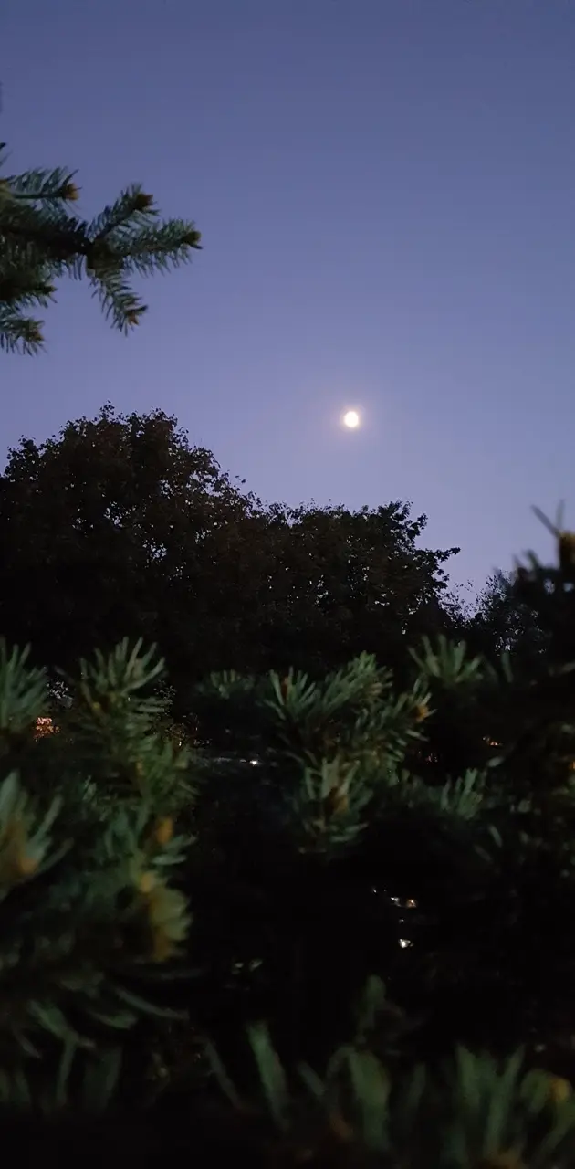 night moon tree
