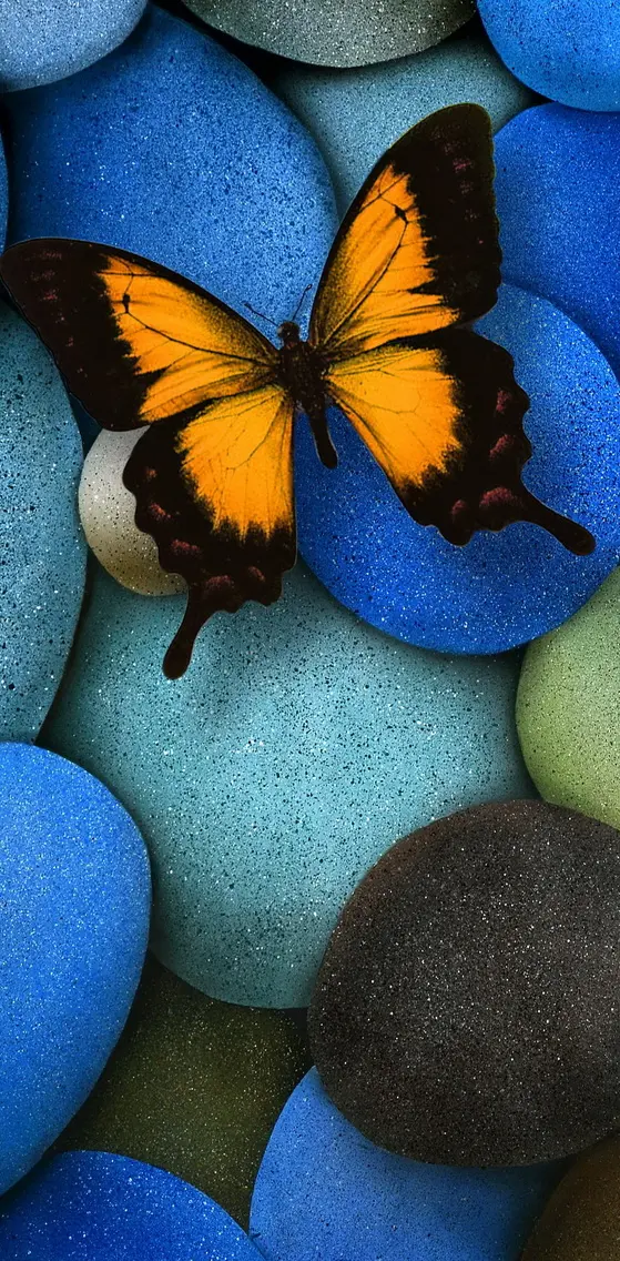 Butterfly On Stones