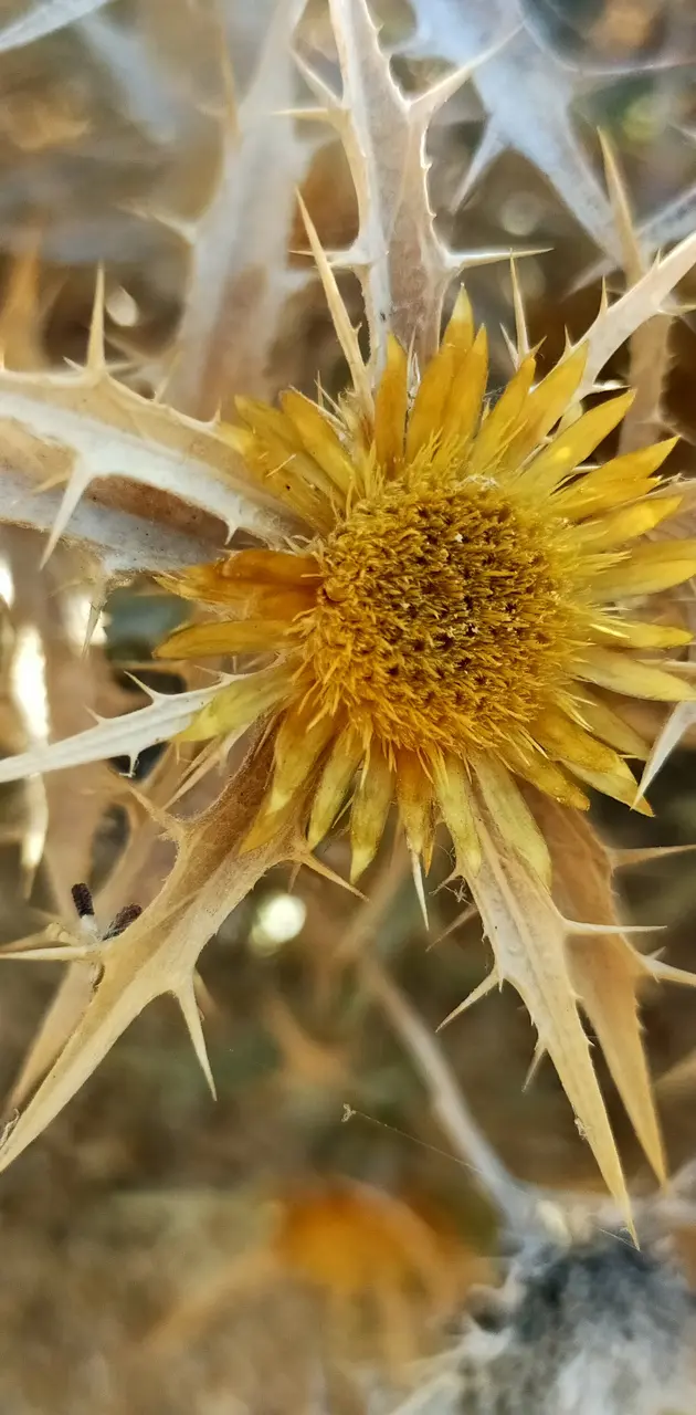 Fleur du soleil