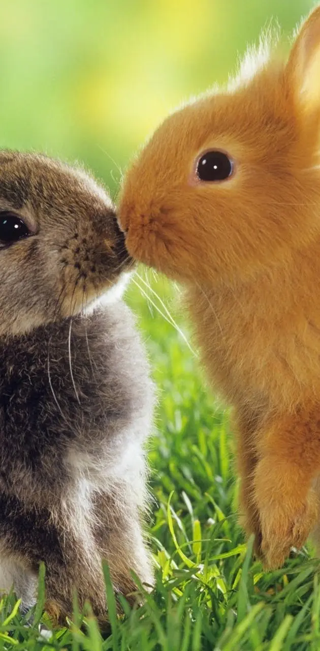 Two lovely rabbits