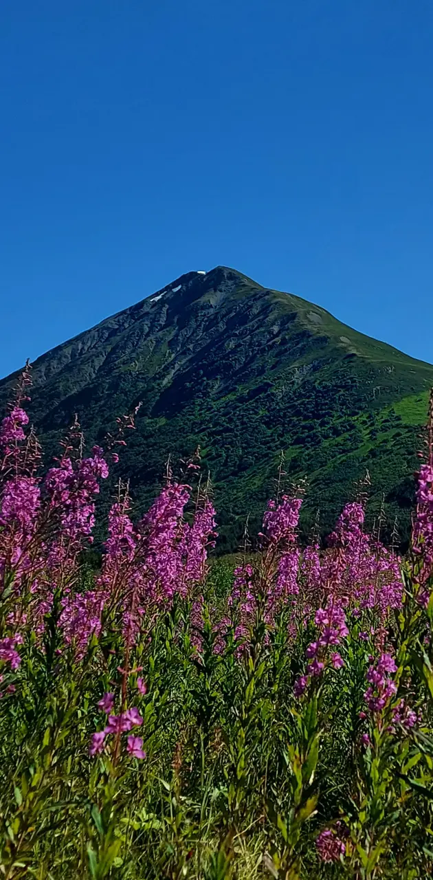 Flowers and Mountains 