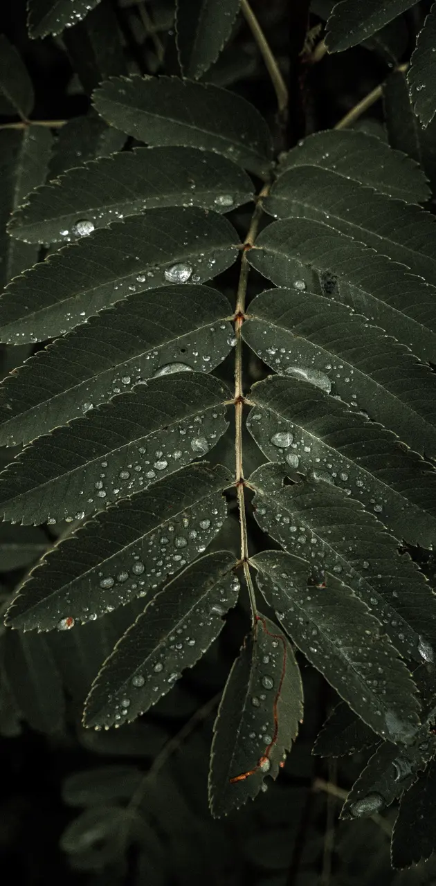 Natural leaf 
