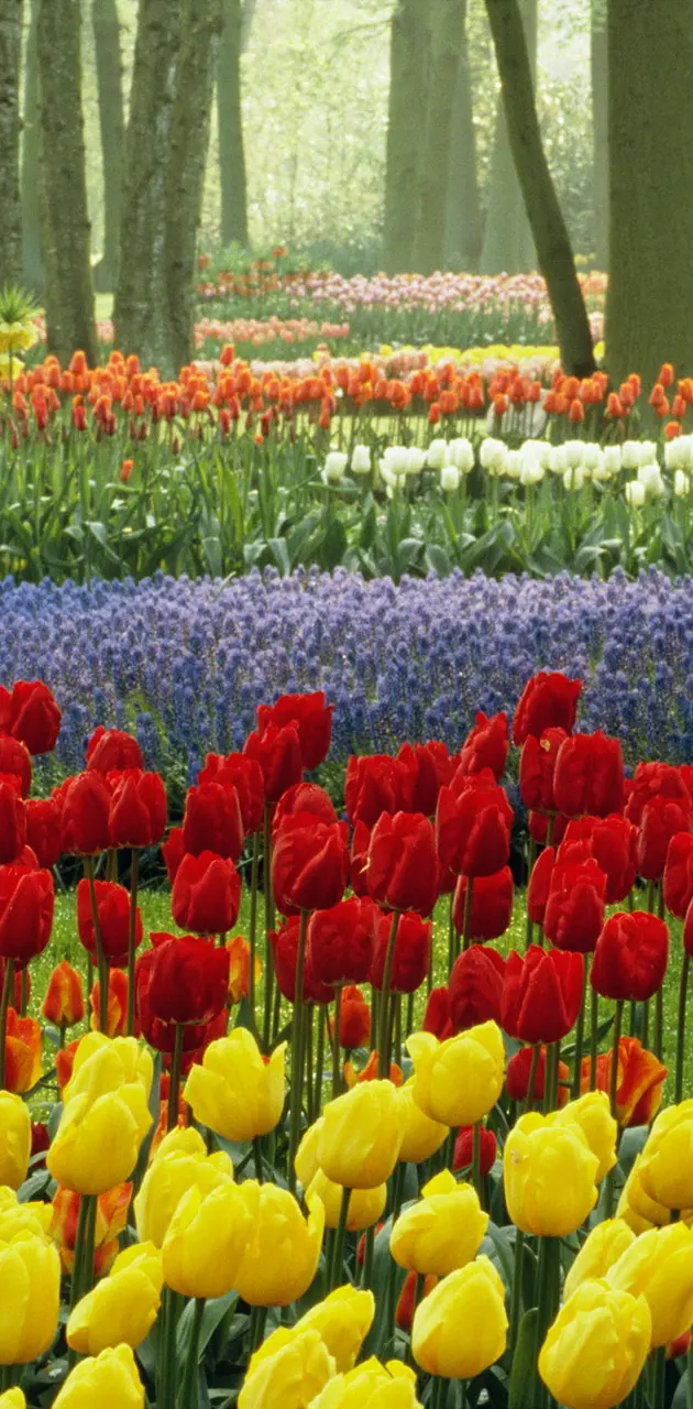 Tulips Keukenhof