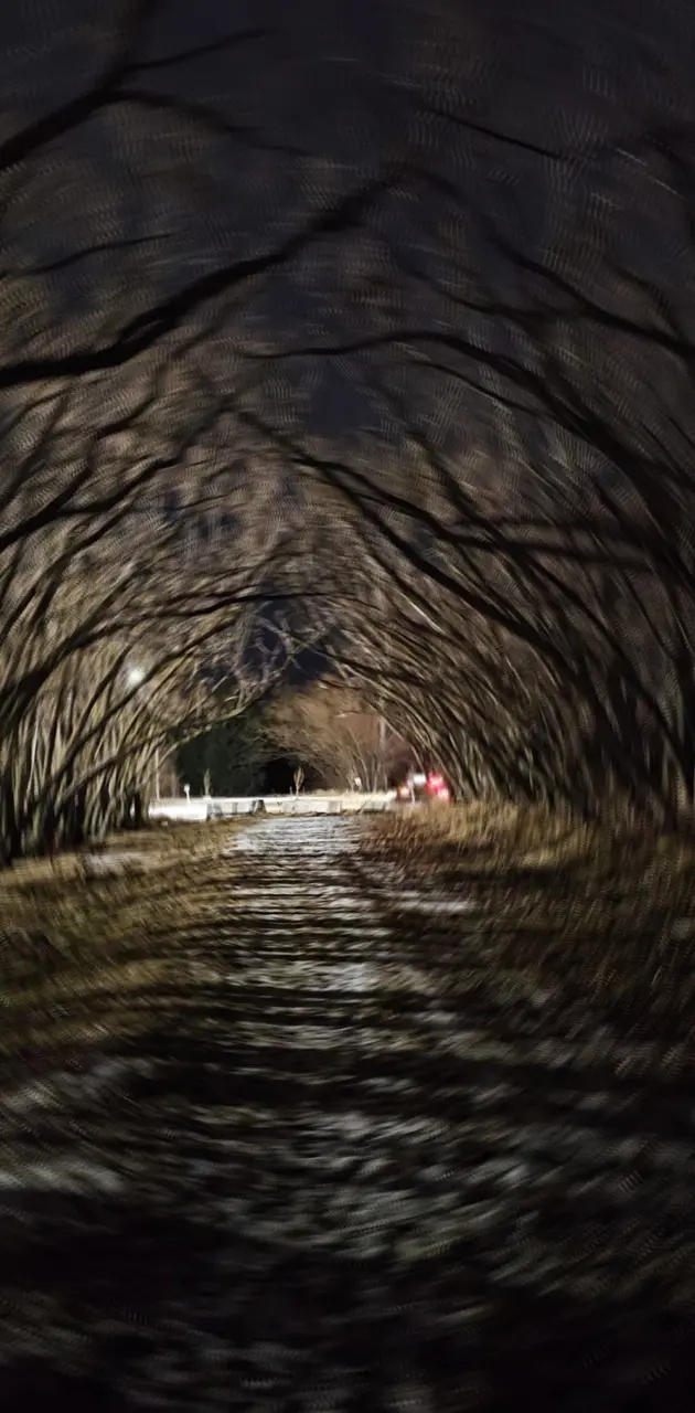 Enchanted tunnel
