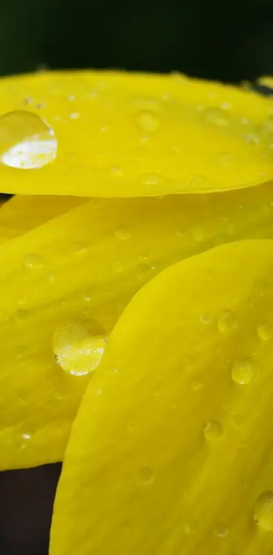 Drenched Daffodil