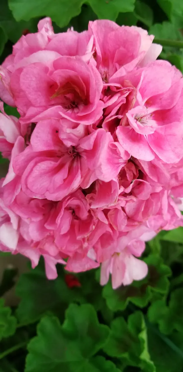 Pink geranium 