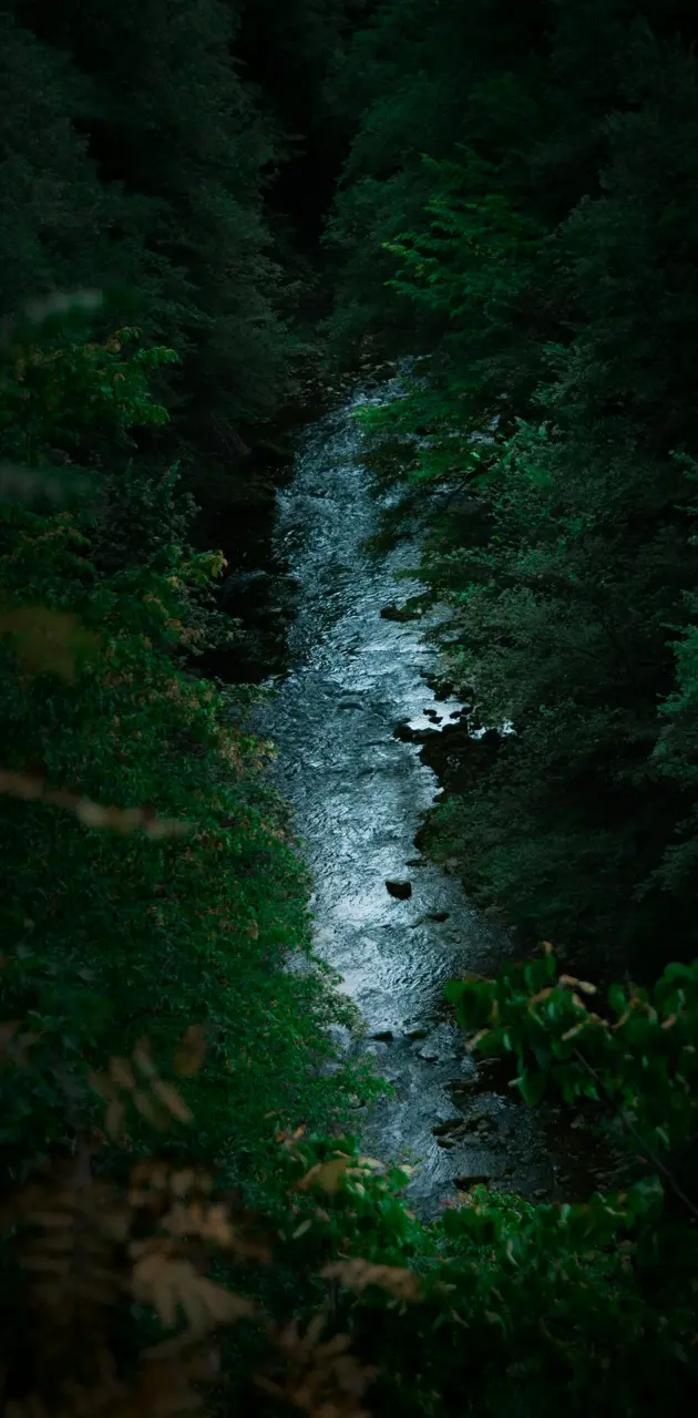 River in forest 