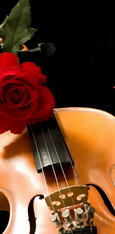 Violin  Rose