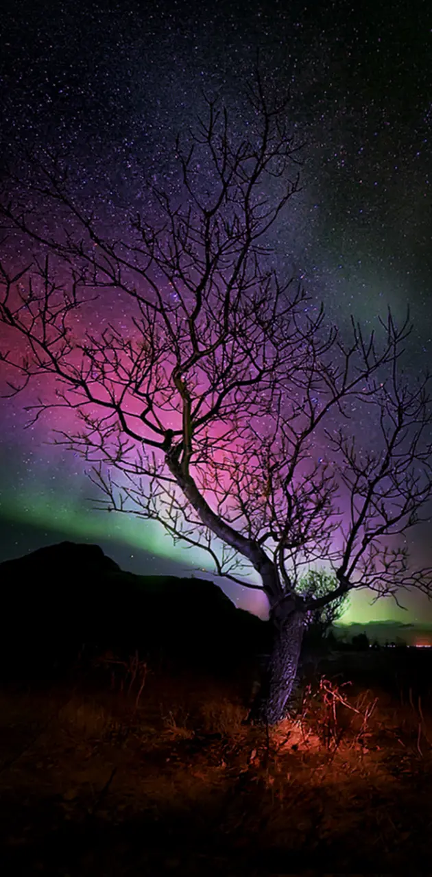 Aurora Tree