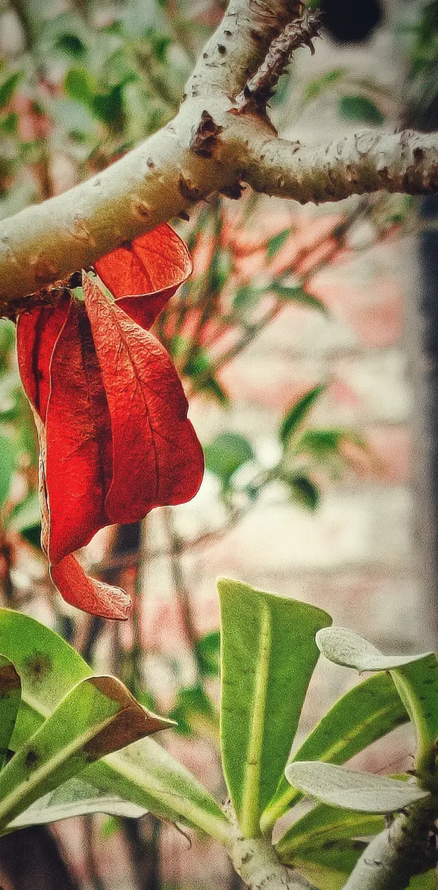 Red flower 
