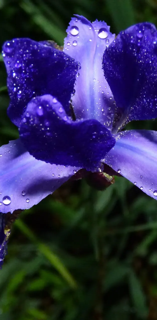 Wild purple iris 