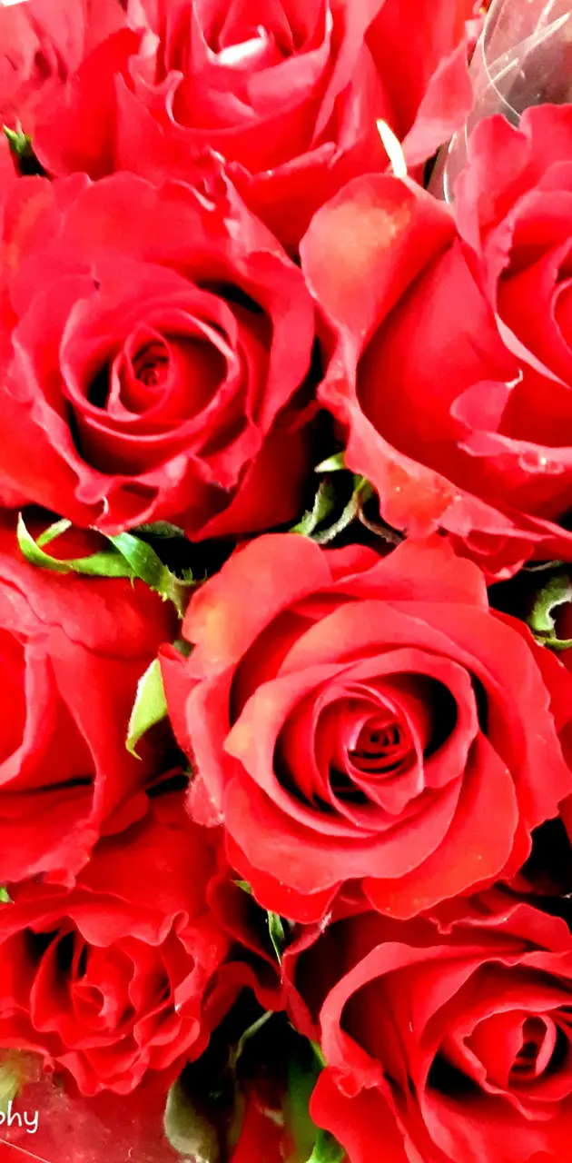 Very Red Roses