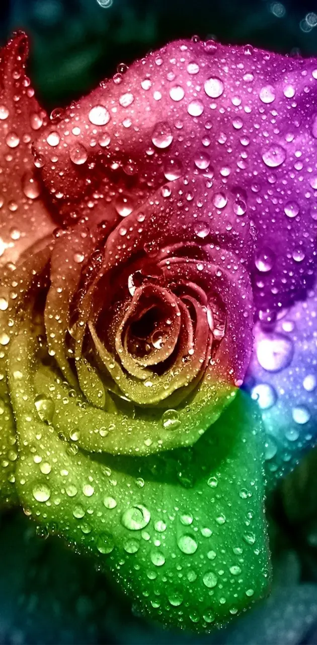 colored rose
