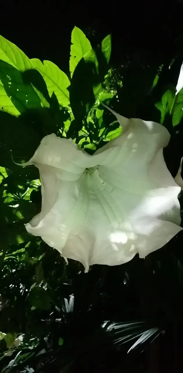 borrachero flower