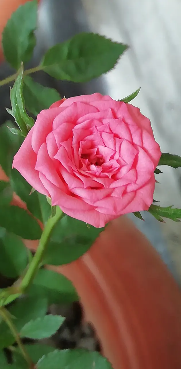 Little love  Rose