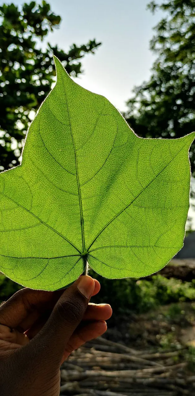 Leaf wallpaper