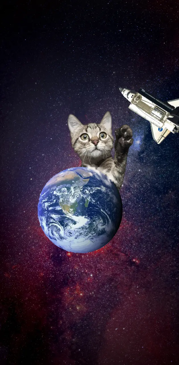 Space Cat lickco