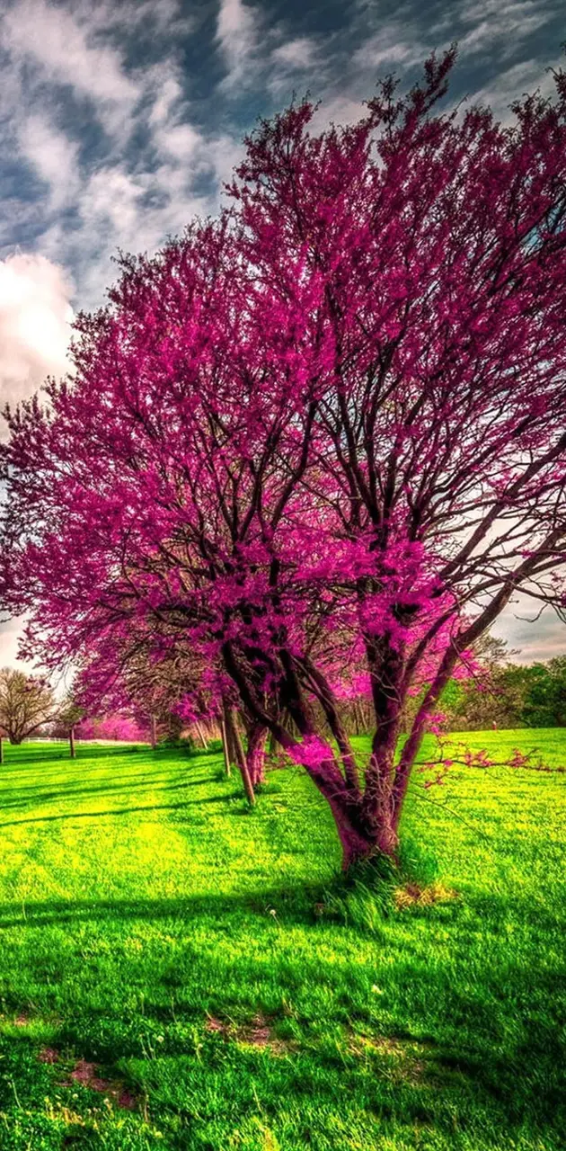 nature wallpaper by chicoidol4 - Download on ZEDGE™ | 3b4d