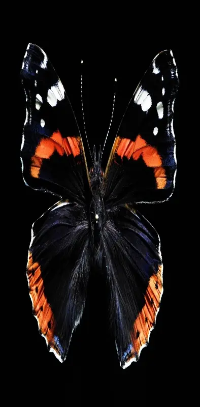 Butterfly Hd