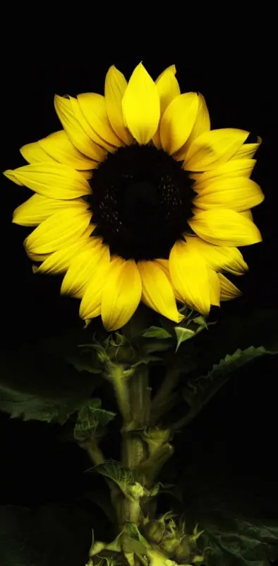 Sunflower Hd