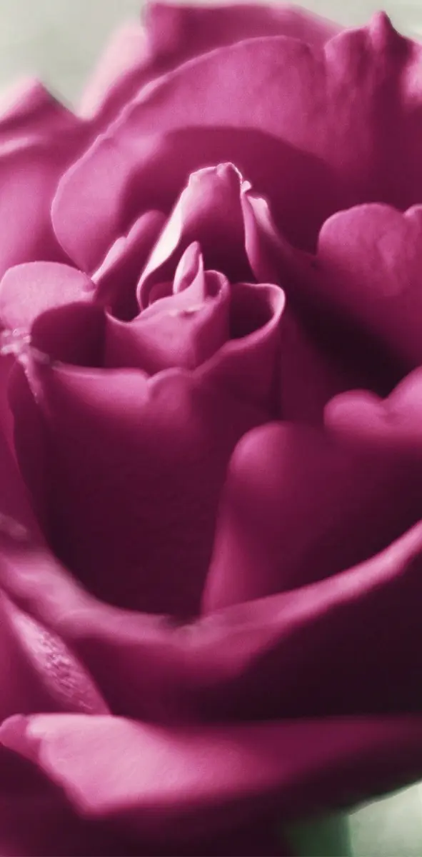 Marvelous rose