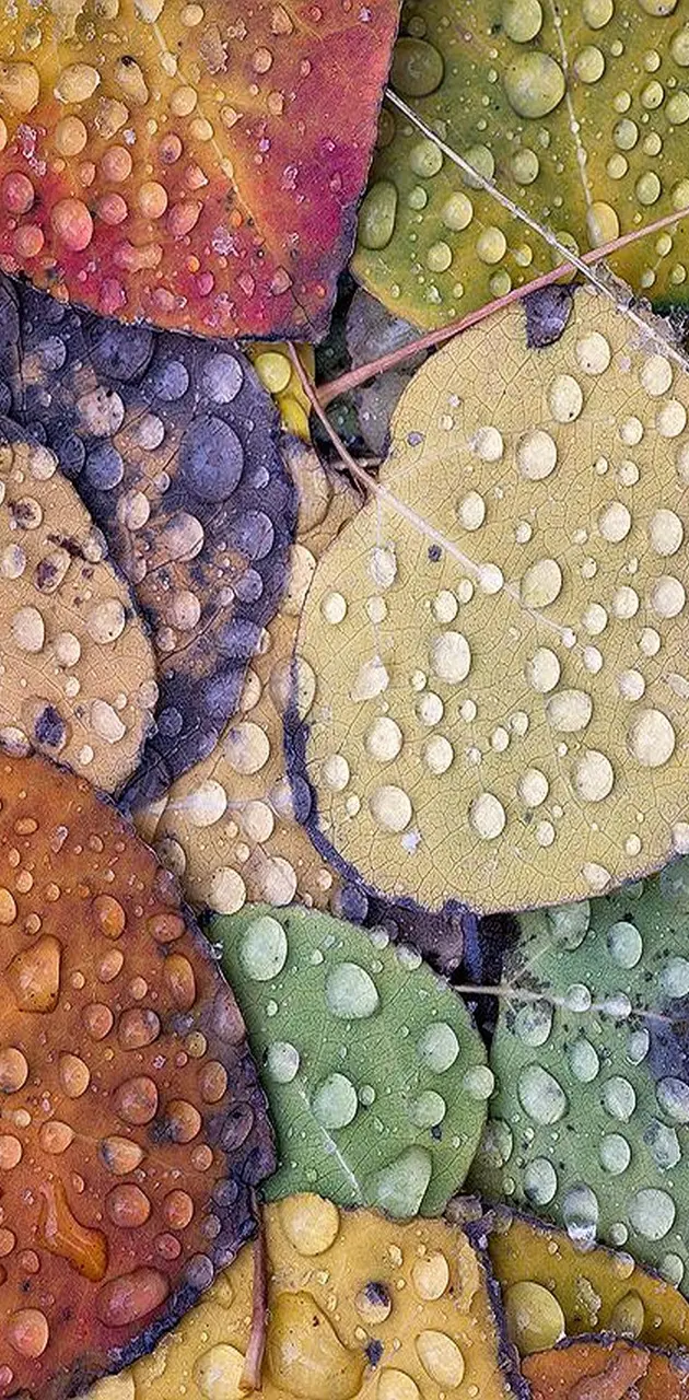 rainy leaves