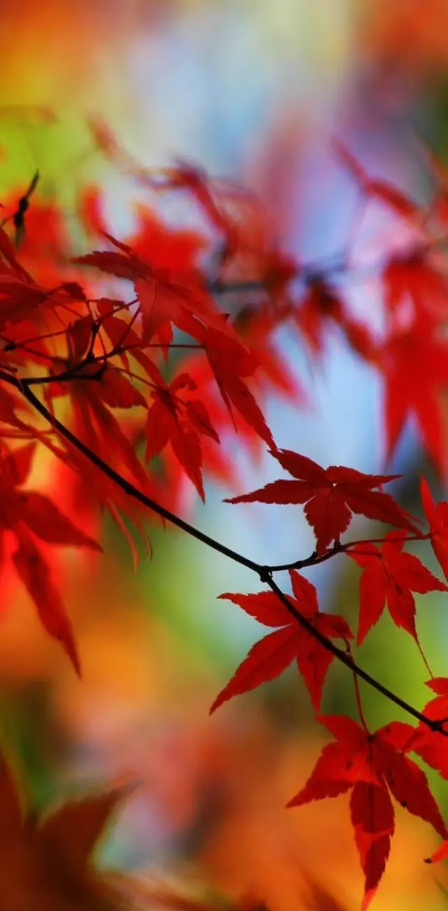 Red Autumn Hd