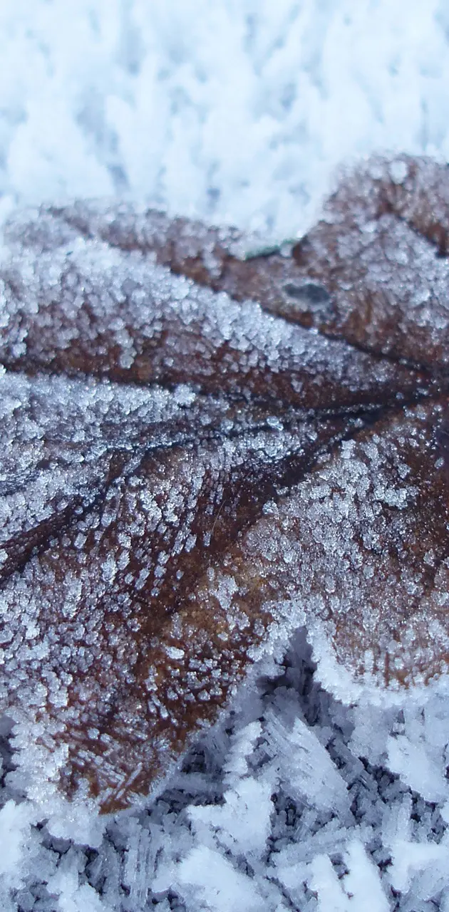 Frozen leaf wallpape