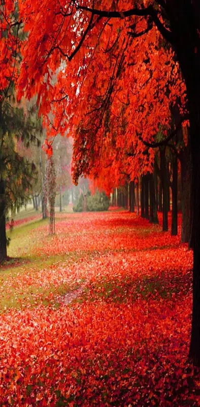 Park autumn red