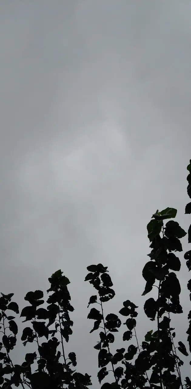 Cloudy tree