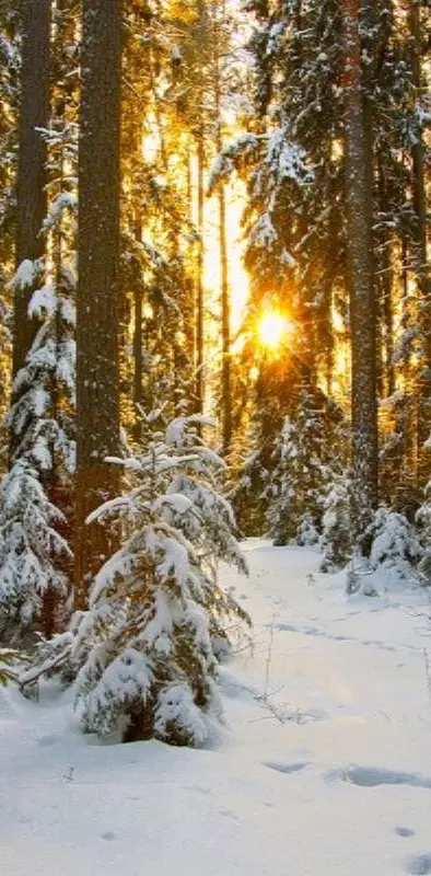Snow Trees Sunrise