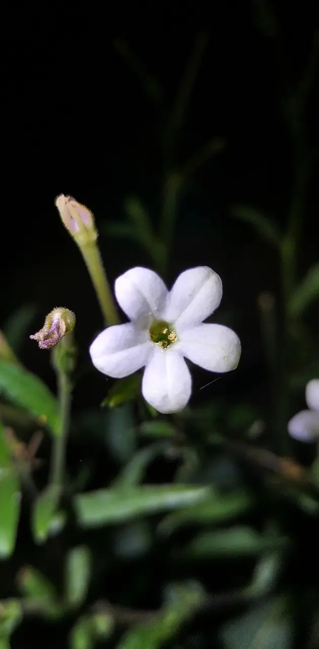 Cute white flower 